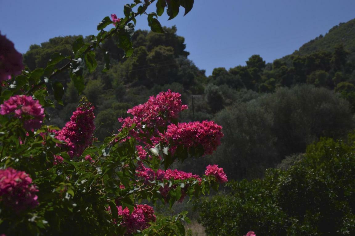 Spiti Portokali Apartment Epidaurus Bagian luar foto
